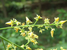 Yellow Hevea Brasiliensis Flower Seeds for Planting