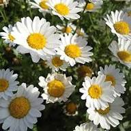 White Perennial Flower Seeds for Easy Planting