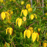 Yellow Tangutica Flower Planting Seeds Collection