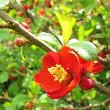 Red Quince Flower seeds for Planting - Shade Tolerant, Heirloom & GMO Free Seeds for Home Garden