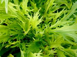 Green Mizuna Seeds for Planting  Fast-Growing Vegetable Greens