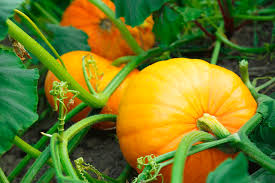 Yellow Jamaican Pumpkin Planting Seeds