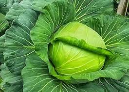 Green Brassica Vegetable Seeds for Planting