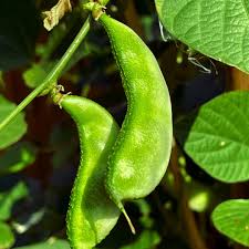 Hyacinth Bean Vegetable Seeds for Planting