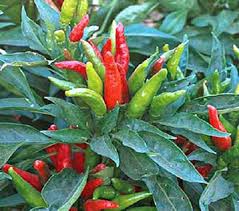 Transform Your Garden with Thai Dragon Peppers - Seeds for Authentic Spice