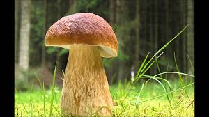 Porcini Mushroom Seeds for Planting