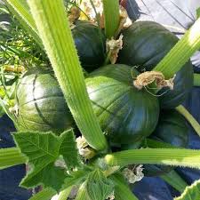 Table King Bush Acorn Squash Planting  Seed for Robust Growth and Delicious Harvest in Your Garden