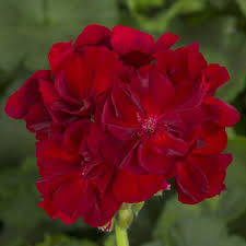 Burgundy Geraniums Flower seeds for Planting - Wildflower Mix, Heirloom & GMO Free Seeds for Home Garden