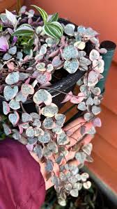 Cultivate Elegance with Woodii Rosa  Seed for Beautiful and Flourishing Gardens
