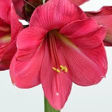 Pink Echte Amaryllis Flower seeds for Planting - Perfect for Borders, Heirloom & GMO Free Seeds for Home Garden