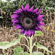 Violet Mini Sunflower Seeds  Ideal for Planting in Gardens