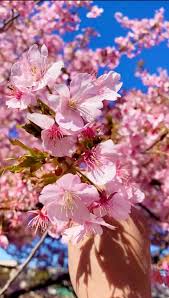 Blossoms Tree Seeds for Planting | Complete Planting Guide