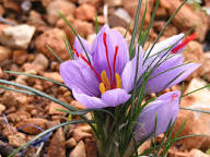Mexican Butterwort Flower Seeds for Planting  Brighten Your Garden