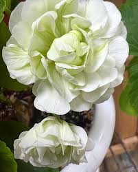 Light Green Geranium Flower Seeds for Planting Cottage Garden Essential Heirloom & GMO Free Seeds for Home Garden
 
 Sale