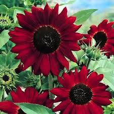 Maroon Sunflower Seeds for Planting  Grow Vibrant Flowers