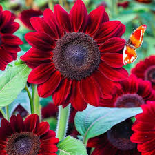 Dark Red Sunflower Seeds: Perfect for Your Garden Planting