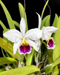 Cattleya Hybrida Flower seeds for Planting - Low Maintenance, Heirloom & GMO Free Seeds for Home Garden