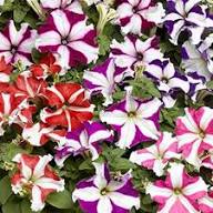 Violet White Petunia Petals Planting Seeds: Delightful Floral Addition for Your Landscape