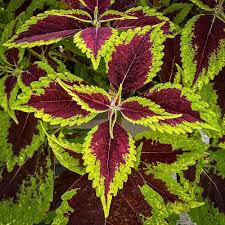 Deep Red Dragon Coleus for Planting Colorful Display Heirloom & GMO Free Seeds for Home Garden Sale