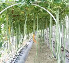 Green Serpent Gourd Vegetable Planting Seeds