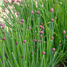 Green Chive Vegetable Seeds - Perfect for Planting