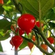 Biquinho Seeds for Home Vegetable Planting