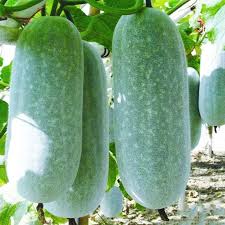 White Wax Gourd Vegetable Seeds for Planting