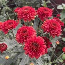 Chrysanthemum Red Flower Seeds for Planting | Perennial Blooms - Evergrowseeds