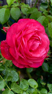 Pink Home Garden Rose Flower Seeds for Planting Easy to Grow Heirloom & GMO Free Seeds for Home Garden
 
 Sale