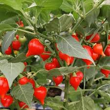 Biquinho Seeds for Home Vegetable Planting