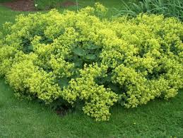 Planting Guide for Achemilla Mollis Seeds