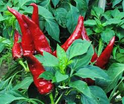 Kalocsa Red Vegetable Seeds for Planting