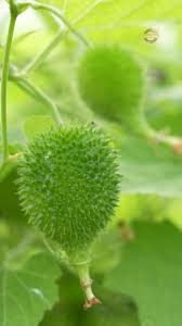 Green Wooly Bear Gourd Vegetable Planting Seeds