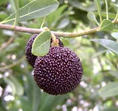 Yangmei Fruit Seeds for Planting  Premium Quality Seeds for Cultivating Exotic, Sweet, and Juicy Yangmei Fruits in Your Home Garden