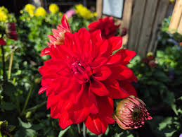 Ruby Pink Dahlia Flower Seeds for Planting Wildflower Mix Heirloom & GMO Free Seeds for Home Garden
 
 Sale