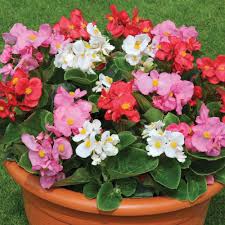 Begonia Super Olympia Rose Flower Seeds for Planting flower bed