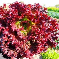 Red Lettuce Seeds for Planting Fresh Garden Vegetables for Planting, Premium Vegetable Seeds | Heirloom Non-GMO