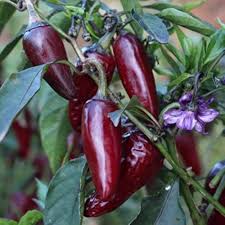 Aji Panca Chocolate Seeds for Planting - Vegetable Garden Seeds