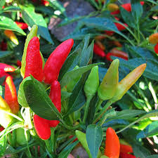 Chile Pepper Planting Seeds for Vegetable Gardens