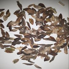 California Giant Zinnia Seeds for Huge, Colorful Zinnia Blooms