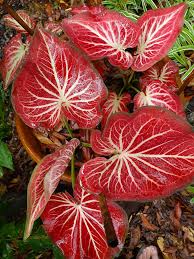 Red Thailand Caladium Flower Seeds for Planting Sun Loving Heirloom & GMO Free Seeds for Home Garden
 
 Sale