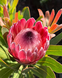 Mixed Color Neriifolia Flower Seeds for Planting Colorful Display Heirloom & GMO Free Seeds for Home Garden
 
 Sale