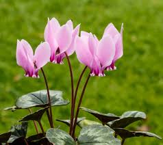 Pink Cyclamen Flower seeds for Planting - Drought Tolerant, Heirloom & GMO Free Seeds for Home Garden