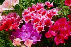Godetia Clarkia amoena Farewell to Spring Seeds for Planting annual flower bed