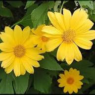 Yellow Rotundifolia Flower Seeds for Planting  Ideal for Brightening Gardens with Vibrant Blooms