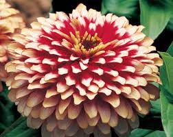 Vibrant White Pink Zinnia Planting Seeds For Your Garden Flower