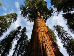 Majestic Sequoia Tree Seeds For Planting