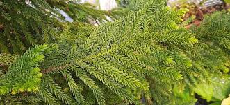 Light Green Araucaria Foliage Seeds For Planting Plant Seeds