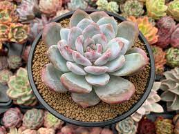 Succulents Radiation Fleshy Plant