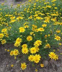 Yellow Thymophylla Flower Seeds Planting